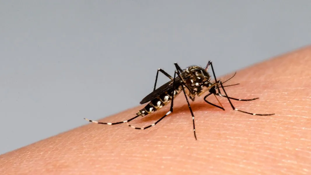Dengue