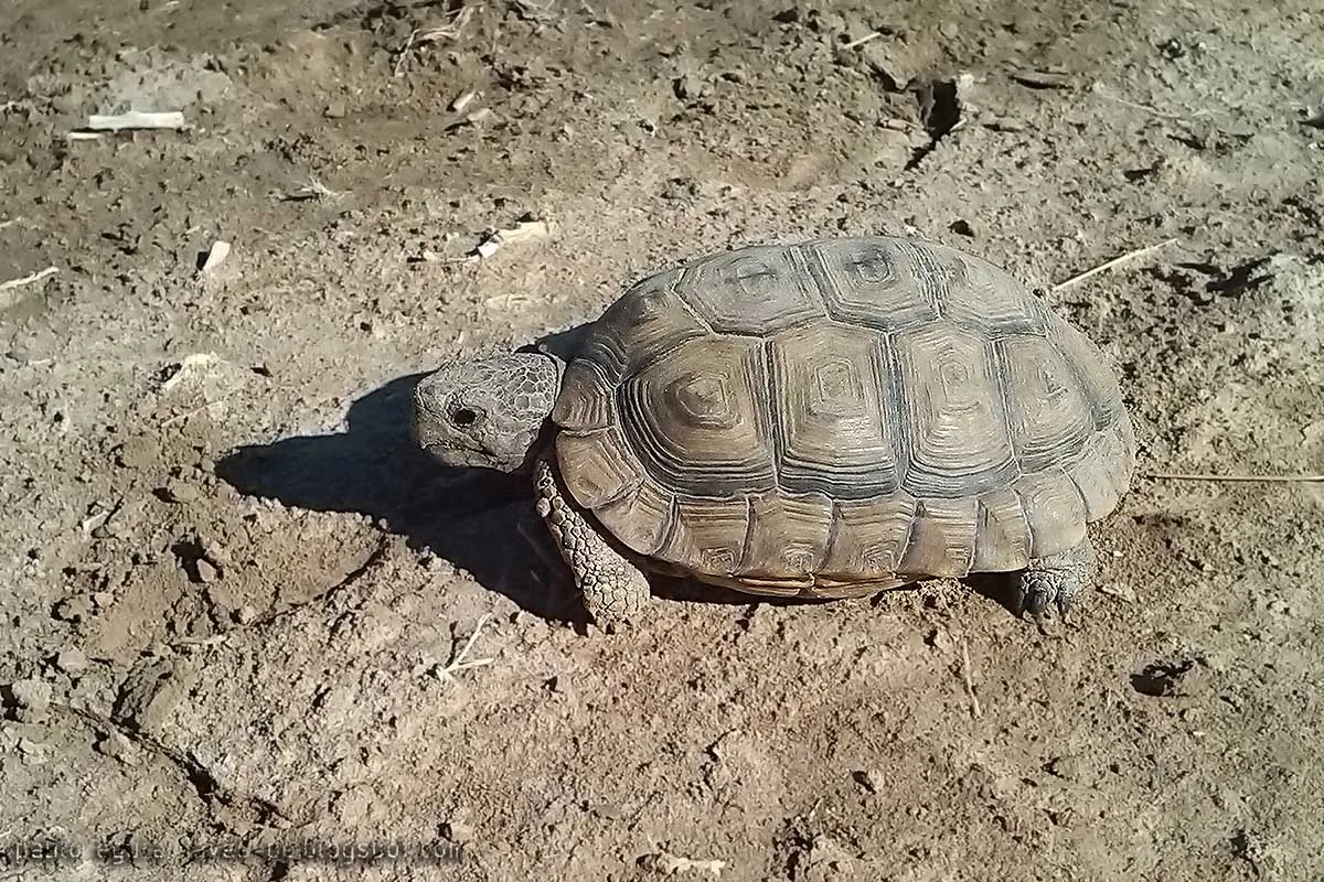 tortuga