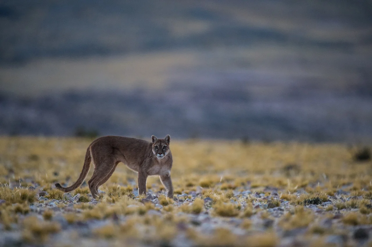 Puma Creditos Joe Riis