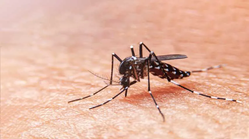 campana_contra_el_dengue_1