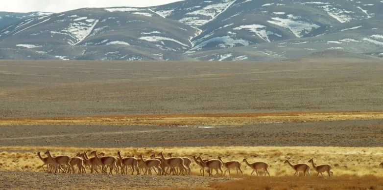 animales-proyecto