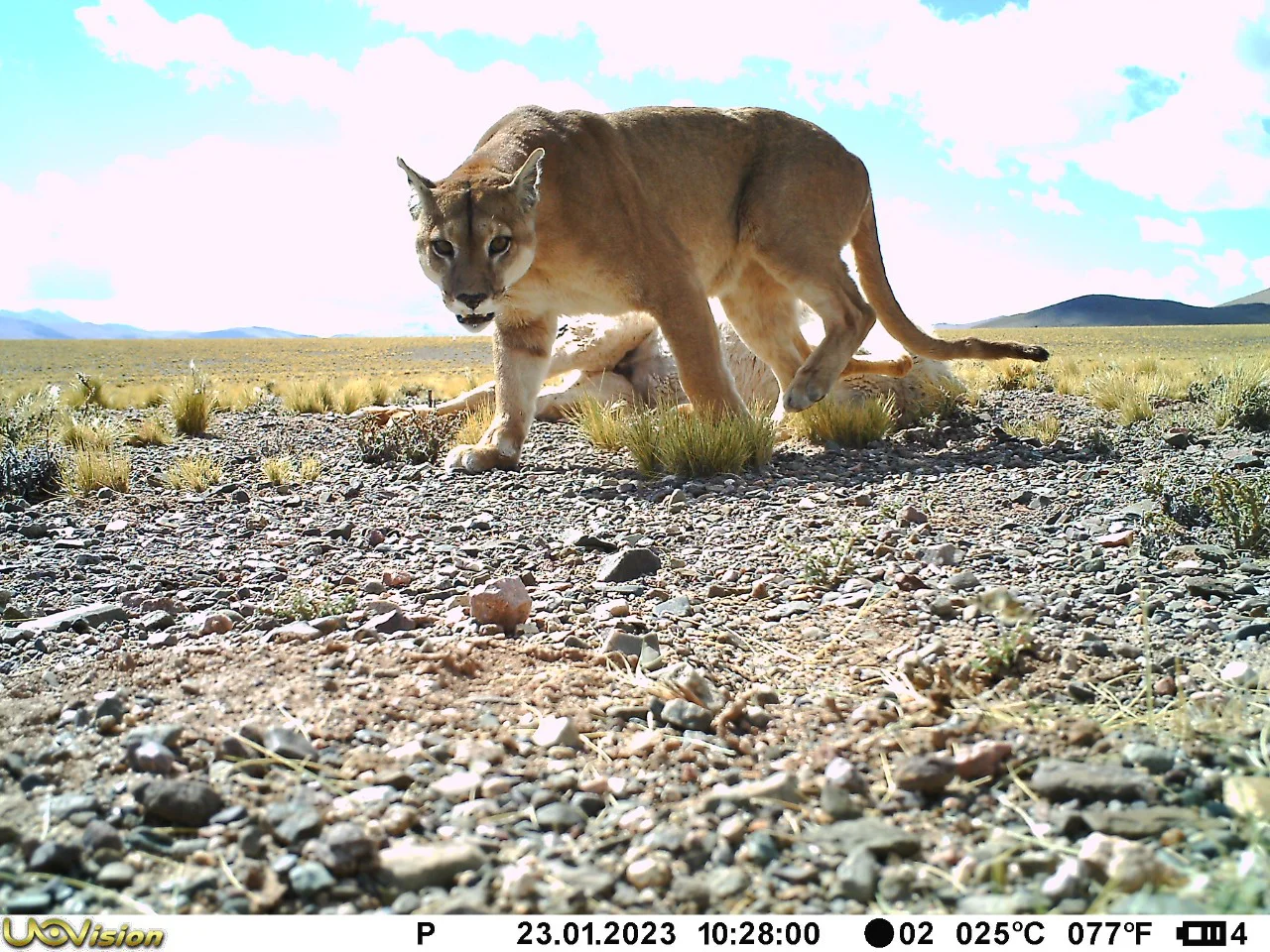 Puma camara trampa II